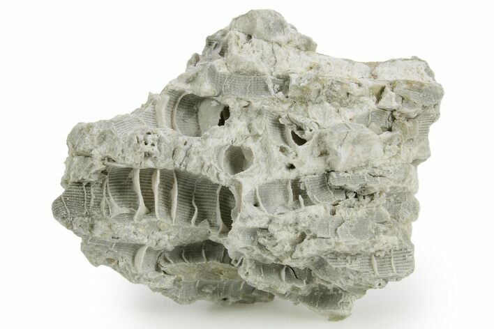 Silurian Dolostone w/ Sparkling Fossil Coral (Fletcheria) - Ohio #362620
